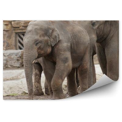 Öntapadó fotótapéta Indiai bébi elefánt
