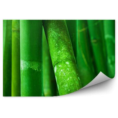 Öntapadós fotótapéta Bambuszfák zöld közelről