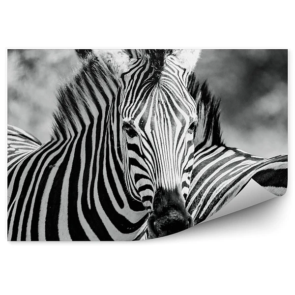 Öntapadó fotótapéta Zebra fekete-fehér