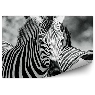 Öntapadó fotótapéta Zebra fekete-fehér