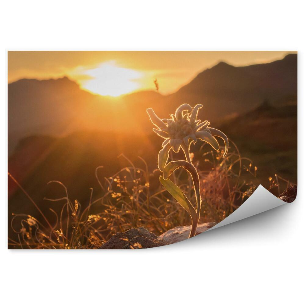 Öntapadós fotótapéta falra Edelweiss sziklanövények sunset Alps view