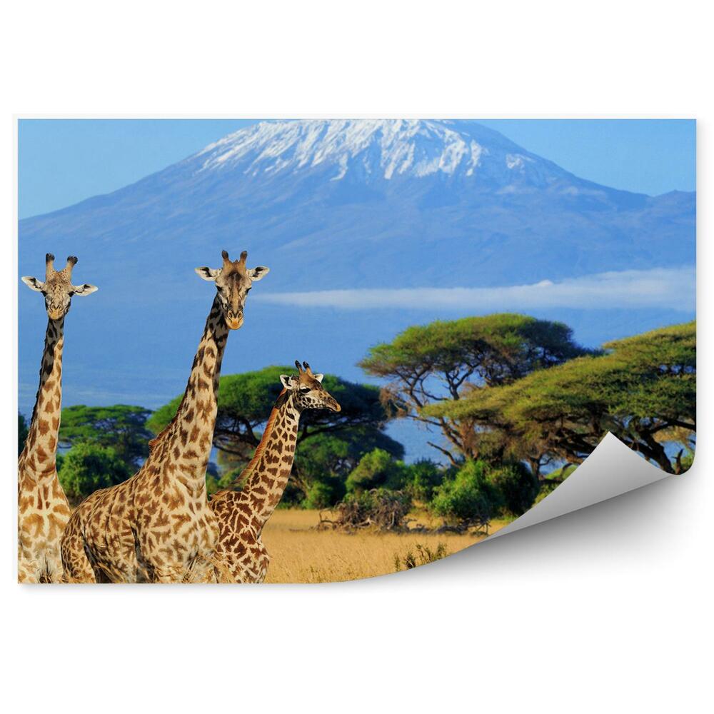 Öntapadós fotótapéta Kenya nemzeti park természet hegyi zsiráfok