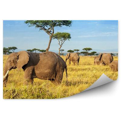 Modern fotótapéta Afrikai elefántfák rezervátuma
