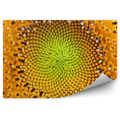 Poszter tapéta Napraforgó minta