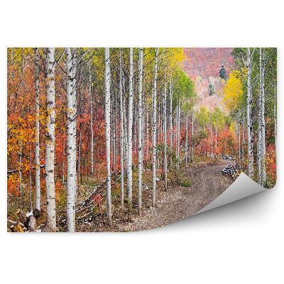 Öntapadós fotótapéta Mezei út fehér fák között nyír nyárfák