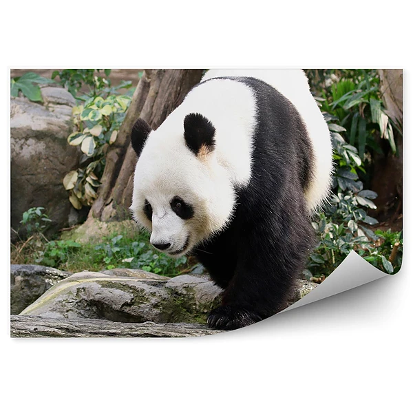 Fotótapéta Panda sétál a köveken