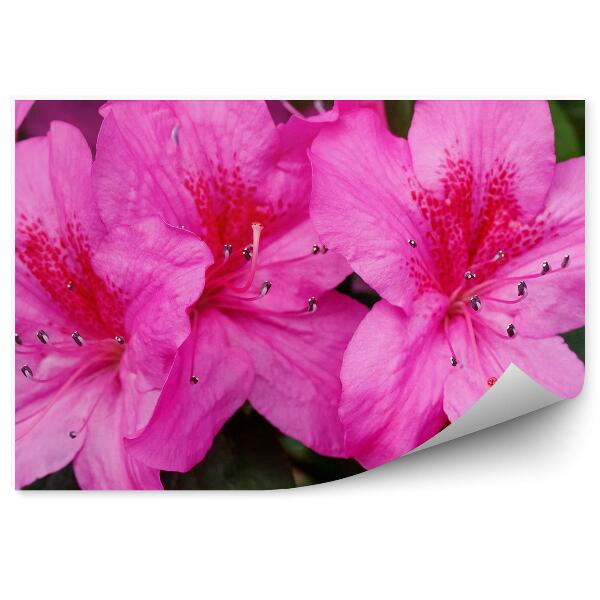 Fotótapéta Rhododendron virág