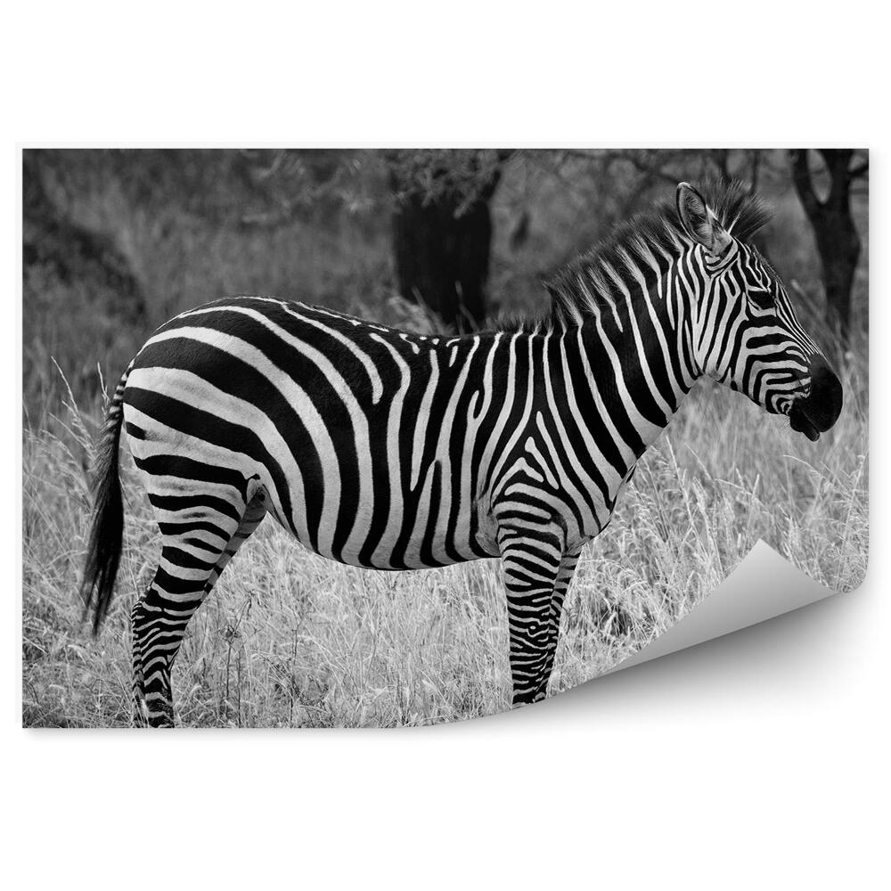 Öntapadós fotótapéta falra Zebra a szavannán