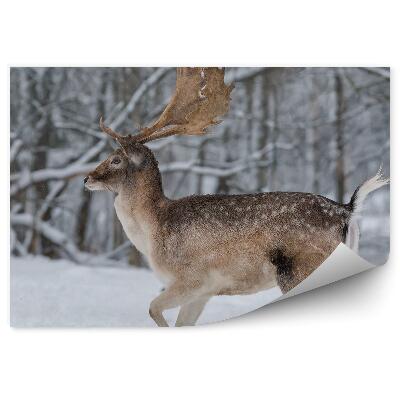 Öntapadó fotótapéta Daniel a téli erdőben