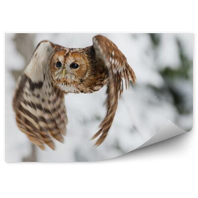 Modern fotótapéta Bagoly repülés a háttérben a hó