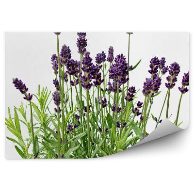 Fotótapéta Levendula virágok fehér háttér