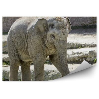 Fotótapéta Indiai elefánt a lépcsőn