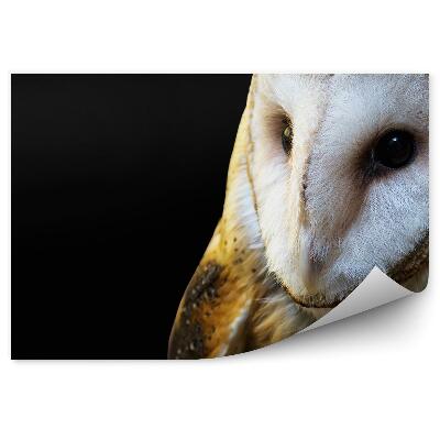 Fotótapéta Fülesbagoly fekete alapon