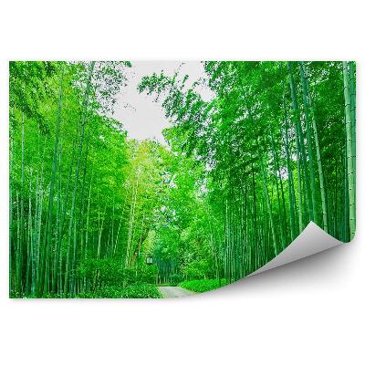 Öntapadós fotótapéta Ösvény bambusz erdőben lámpás