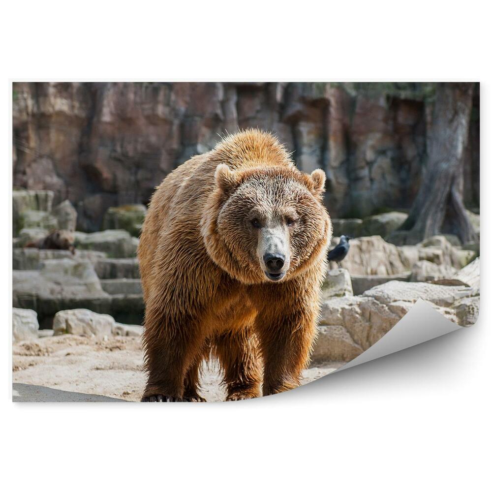 Öntapadós fotótapéta falra Grizzly a sziklákon
