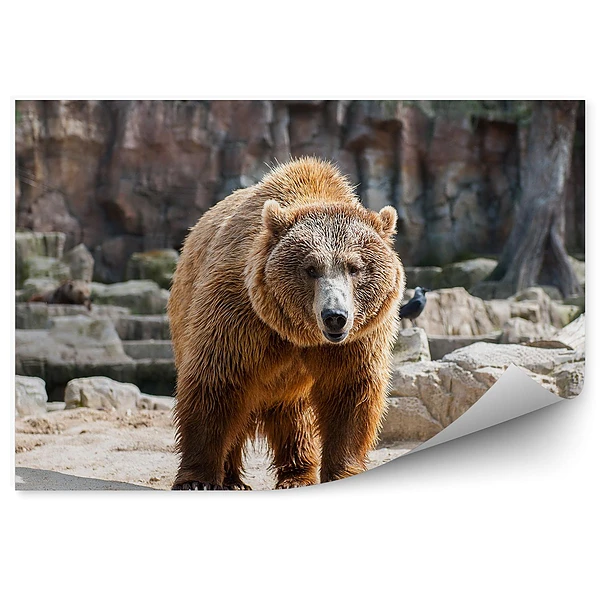 Öntapadós fotótapéta falra Grizzly a sziklákon