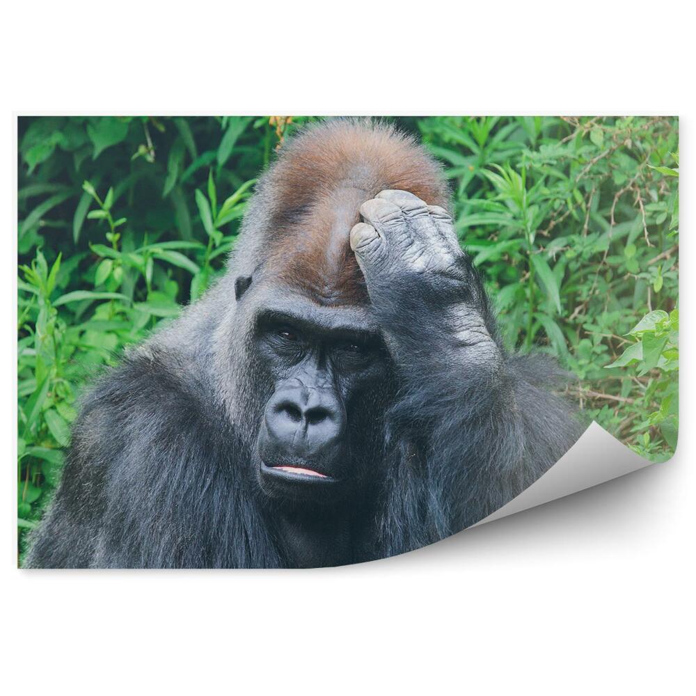 Poszter tapéta Egy átgondolt gorilla a trópusi növényzet hátterében