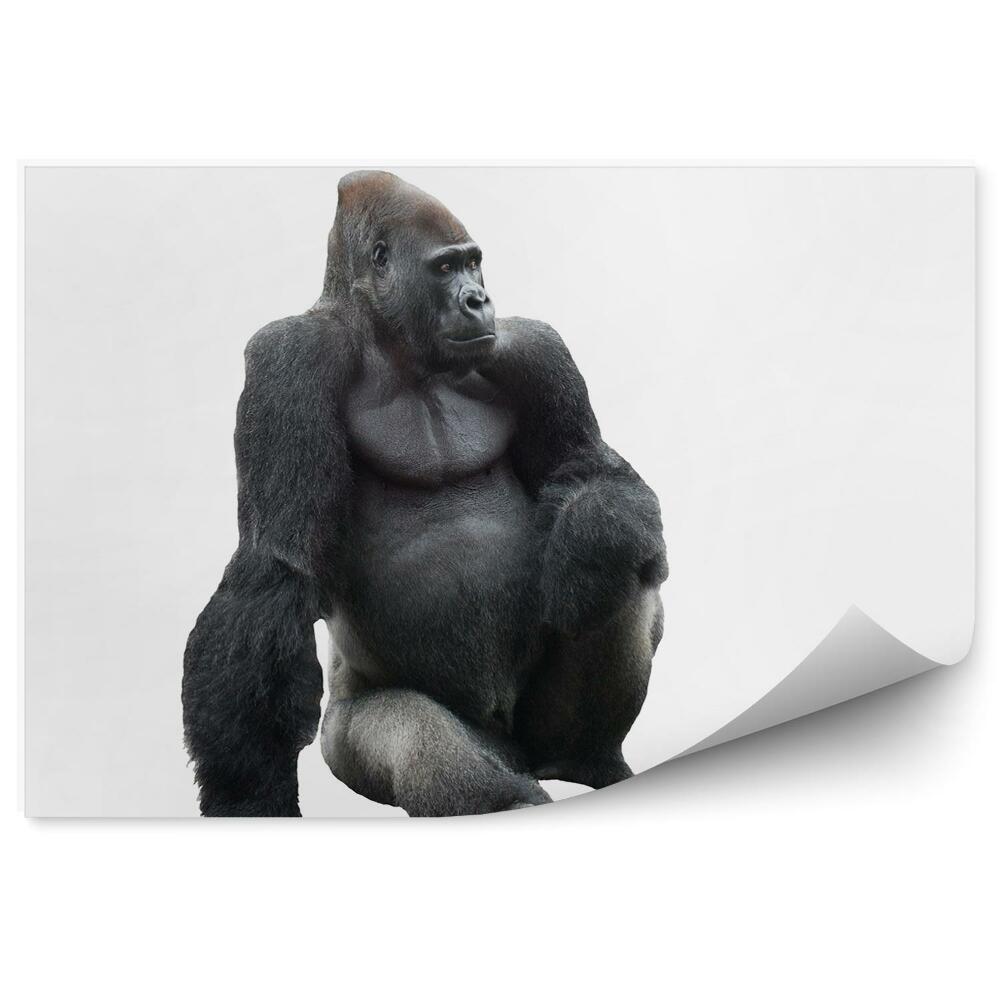 Modern fotótapéta Ülő gorilla fehér alapon