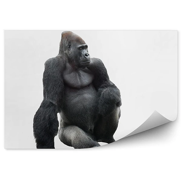 Modern fotótapéta Ülő gorilla fehér alapon