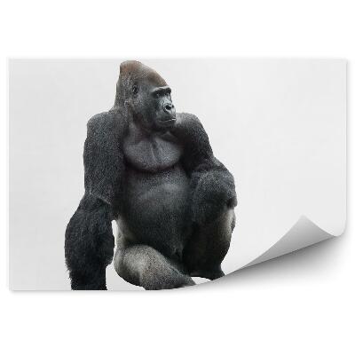 Modern fotótapéta Ülő gorilla fehér alapon