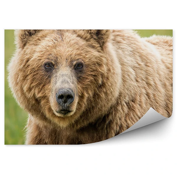 Modern fotótapéta Grizzly medve zöld alapon