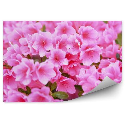 Fotótapéta Azalea virágok közelről