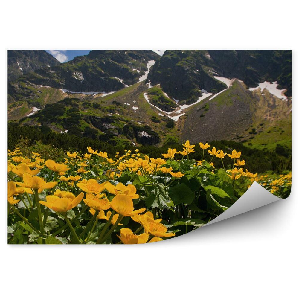 Öntapadós fotótapéta A Giewont-hegy sárga virágai tisztásai