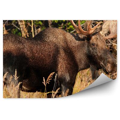 Öntapadó fotótapéta Hím jávorszarvas a réten