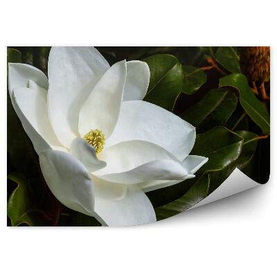 Poszter tapéta Fehér magnólia virágok zöld levelek rügyek fekete háttér