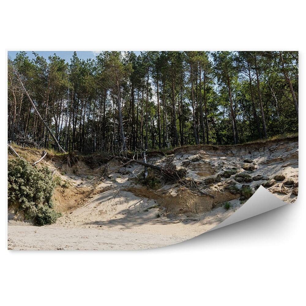 Fotótapéta sziklafák erdő strand homok