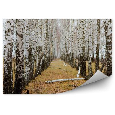 Öntapadós fotótapéta falra Őszi nyírerdő
