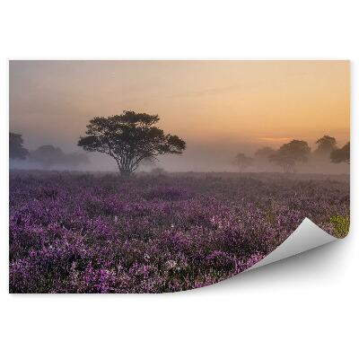 Fotótapéta Ködös láp