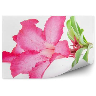 Fotótapéta Azálea virág fehér alapon