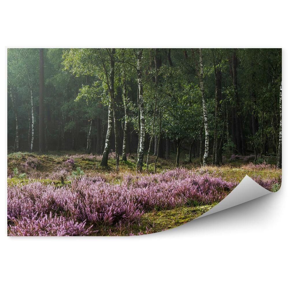 Poszter tapéta Heath a háttérben egy nyírfa erdő