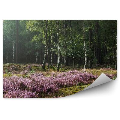 Poszter tapéta Heath a háttérben egy nyírfa erdő