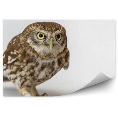 Öntapadós fotótapéta Kis bagoly a világos háttér