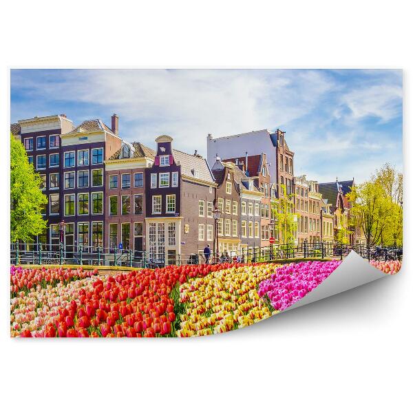 Fotótapéta Tulipán mező fák Amsterdam város Hollandia