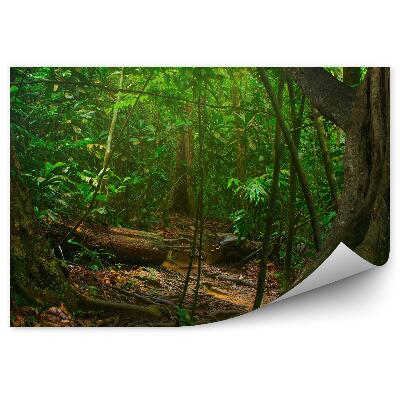Öntapadós fotótapéta falra A trópusi erdő gyökerei zöldek