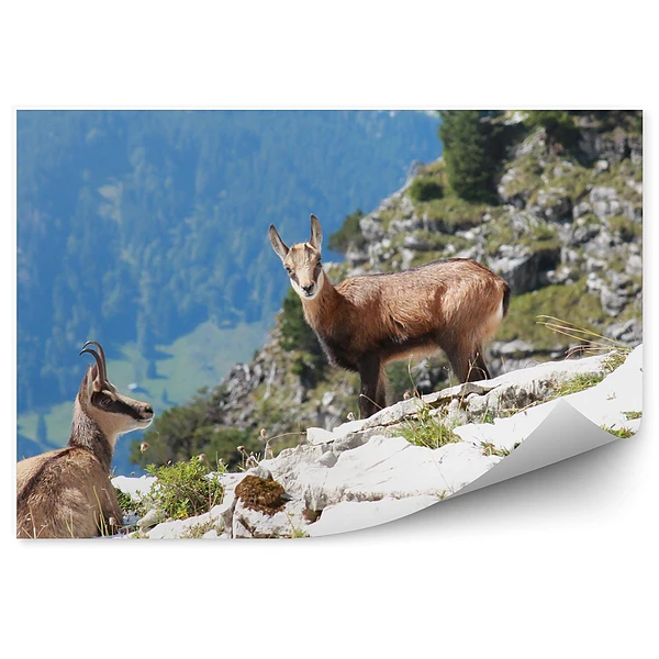 Öntapadós fotótapéta Alpesi zerge