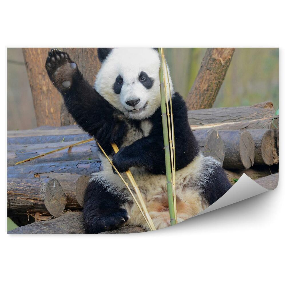 Fotótapéta Integető panda