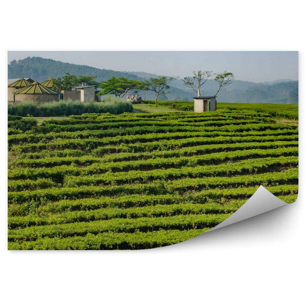 Öntapadós Fotótapéta Falra Tea ültetvény Afrika zöld növényzet