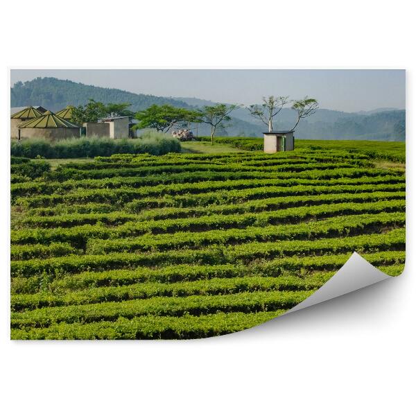 Öntapadós Fotótapéta Falra Tea ültetvény Afrika zöld növényzet