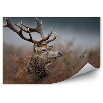 Öntapadós fotótapéta falra Szarvasfej a ködben