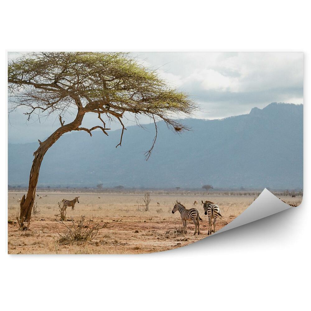 Poszter tapéta zebrák szavanna Afrika ég hegyei