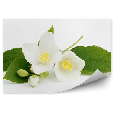 Poszter tapéta Jázmin Virág