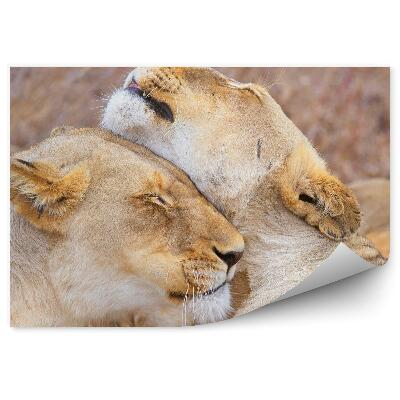 Öntapadós fotótapéta falra Oroszlánok összebújva