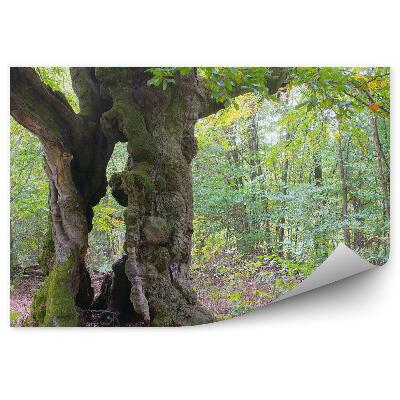 Öntapadós fotótapéta Fák természet természet növényzet zöld levelek