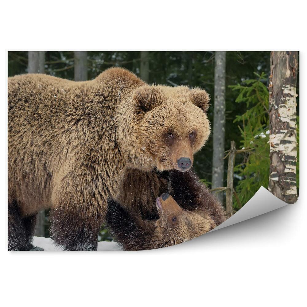 Poszter tapéta Grizzly medve játszik a hóban