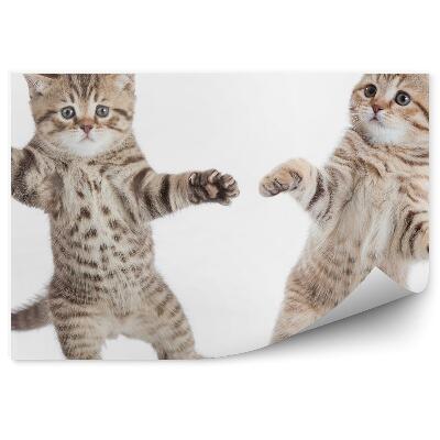 Öntapadó fotótapéta Két kis cica fehér háttér táncol