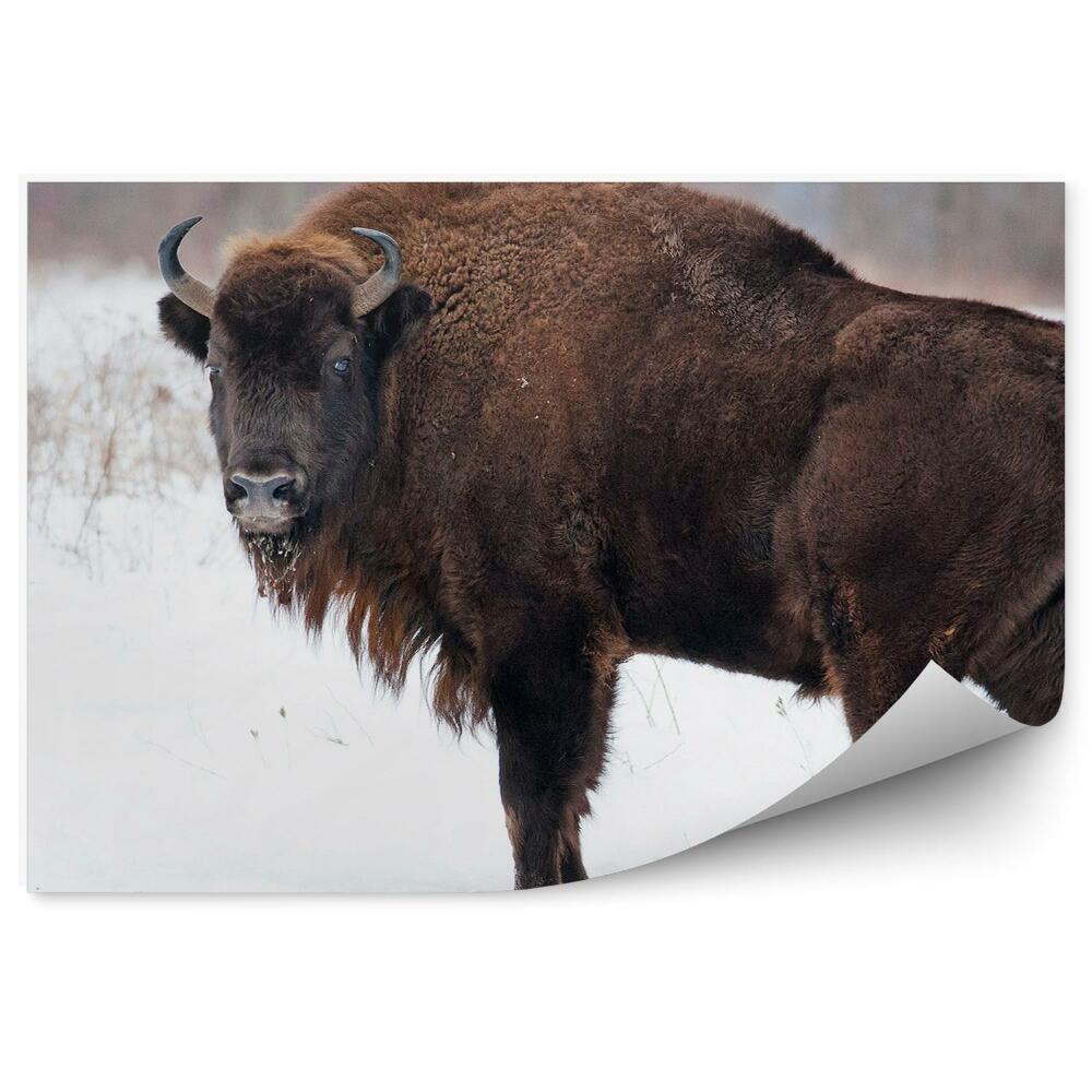 Öntapadós fotótapéta falra Bölény a hóban